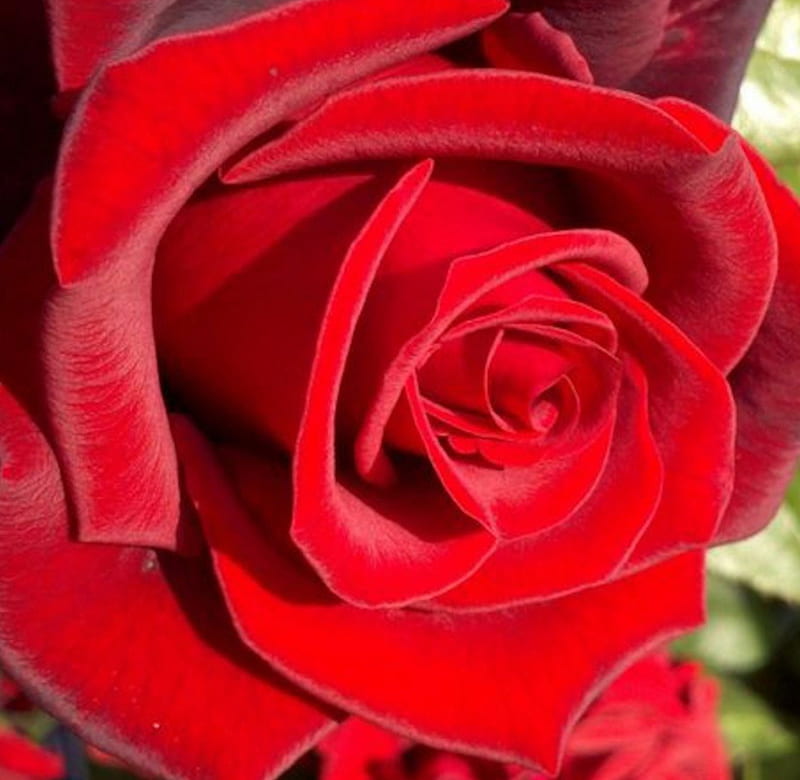 A Classic Red Rose, red, rose, velvet, macro, flower, petals, classic, Nature, HD wallpaper