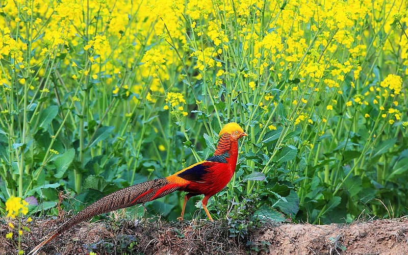 Birds, Animal, Golden Pheasant, HD wallpaper