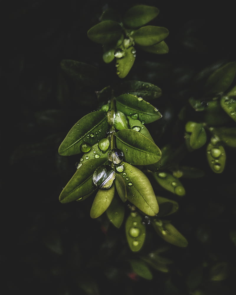 branch, leaves, drops, macro, plant, HD phone wallpaper