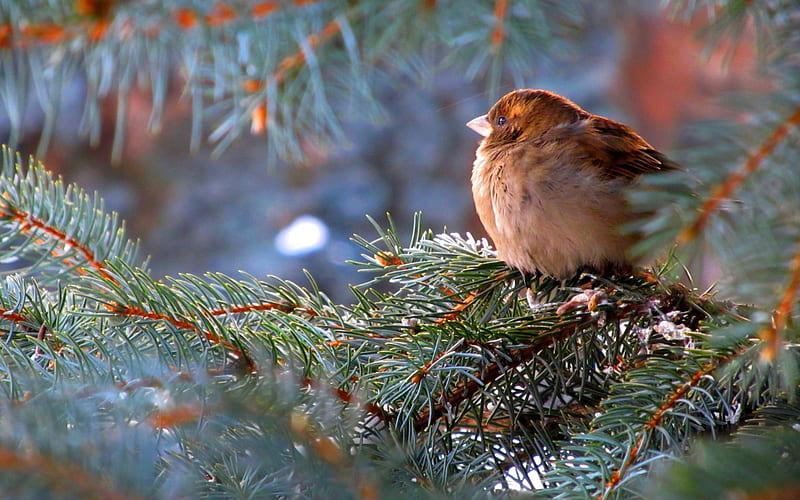 SWEET SPARROW, tree, macro, sparrow, blue, spruce, HD wallpaper