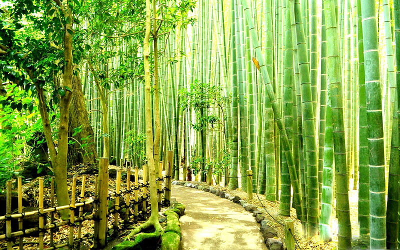 Bamboo Forest MacBook Air, Chinese Bamboo Forest, HD wallpaper