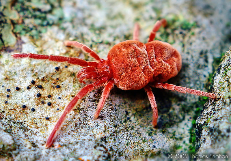 Red Velvet Mite, bug, insect, close-up, mite, HD wallpaper