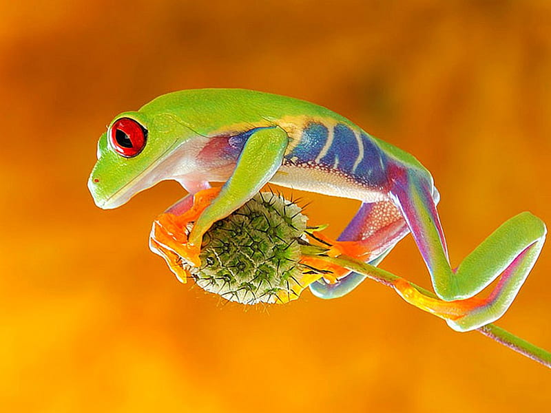 13, dartfrog, frogs, nature, creature, HD wallpaper
