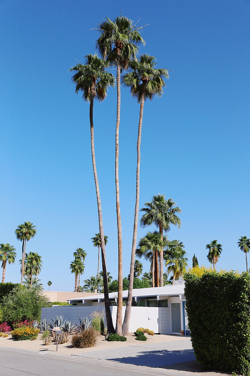 palm trees, building, street, tropical, HD phone wallpaper