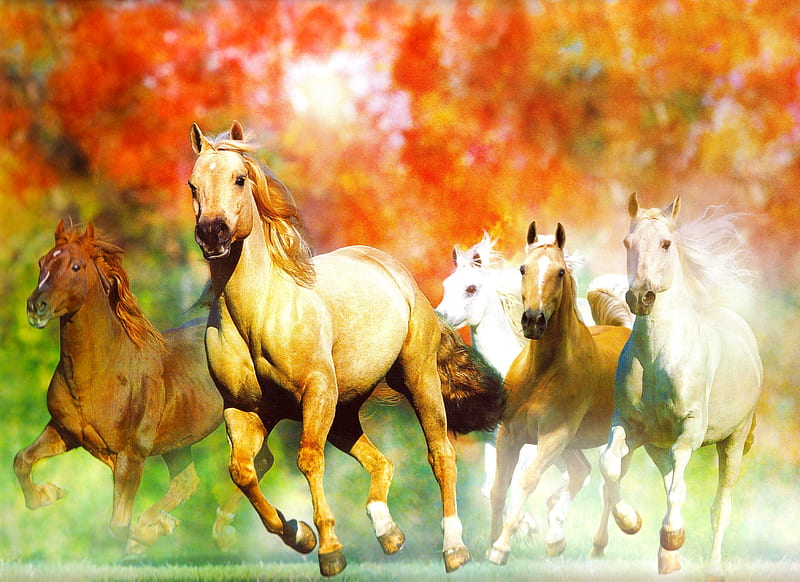 Fall Herd, horse Herd, Beautiful Horses, Horses, galloping Horses, HD wallpaper