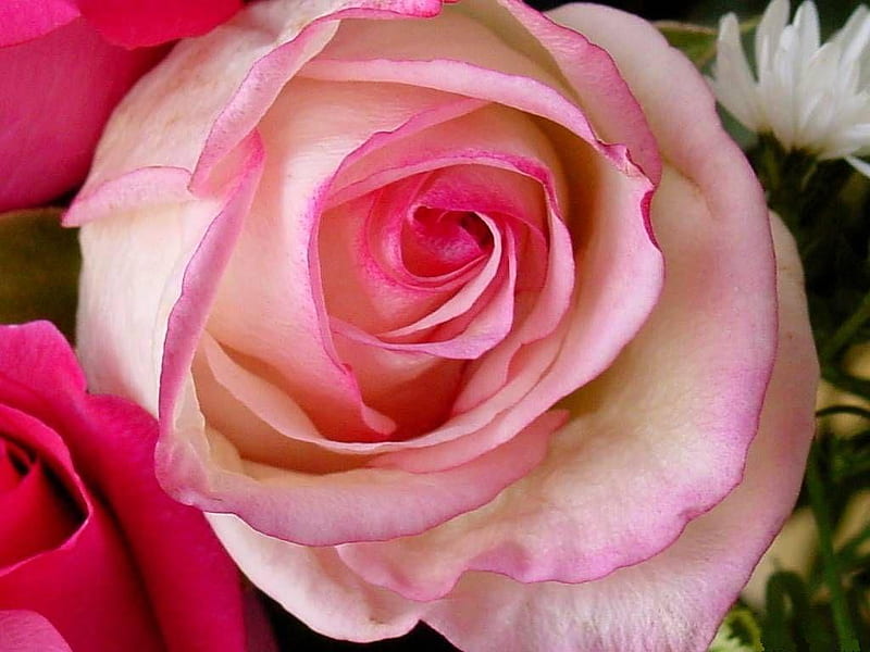 miniature-pink-rose, red, rose, flower, flowers, nature, bonito, roses, pink, HD wallpaper