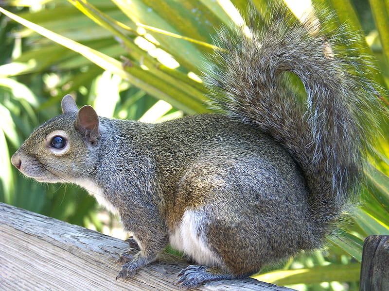 Nutty, squirrel, small, friendly, wild, HD wallpaper