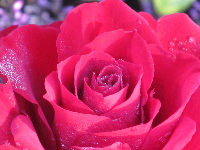 Pétalos de rosa helados, flores, rosas, plantas, flora, Fondo de pantalla  HD | Peakpx