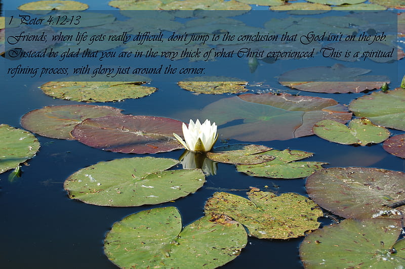 1 Peter 4 12-13, pond, bible verse, lily pad, scriptures, nature, church, HD wallpaper