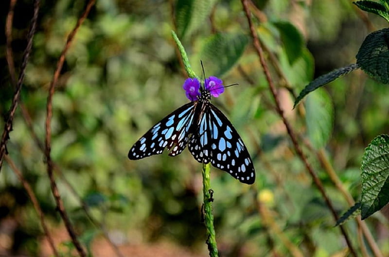 BLUE TIGER BUTTERFLY, BLUE, TIGER, INSECT, BUTTERFLY, HD wallpaper