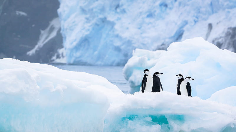 Penguins On Ice During Winter Birds, HD wallpaper