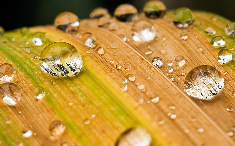 drops of water on leaves, HD wallpaper