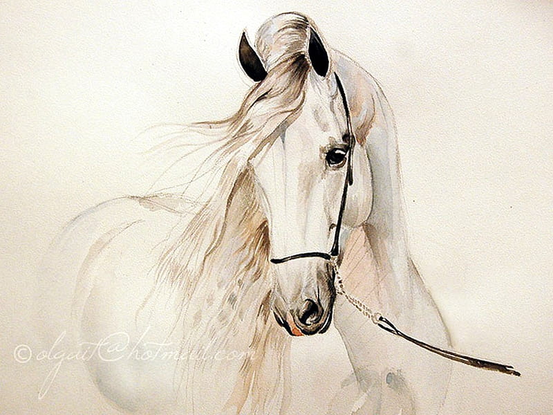 For Alba - 25..., painting, white, horse, andalusian, HD wallpaper
