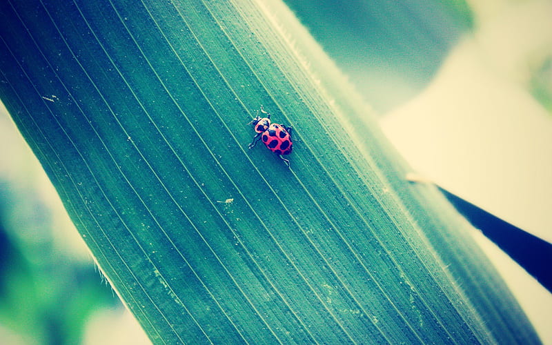 Red And Black Bug On Leaf, HD wallpaper