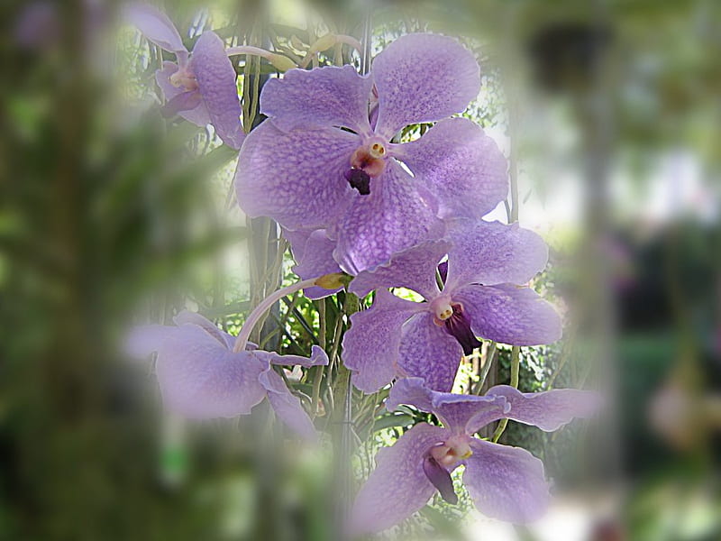 Lilac Vanda Orchidee, flower, flowers, nature, graphie, HD wallpaper