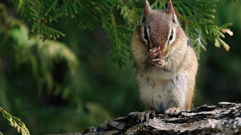 Chipmunk, tree, green, feet, HD wallpaper Chipmunk, tree, green, feet, HD wallpaper