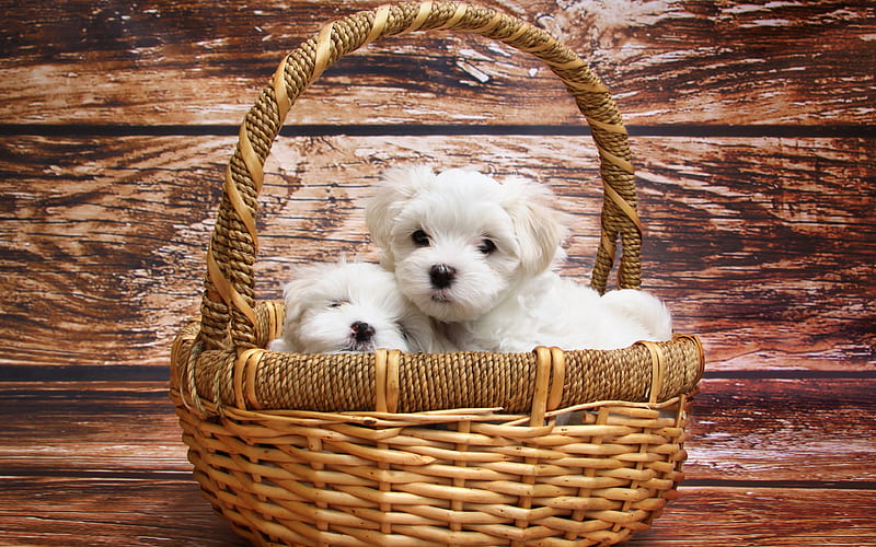 Puppies, Maltese Dog Breed, Small dogs, white puppies, cute animals, dogs, HD wallpaper