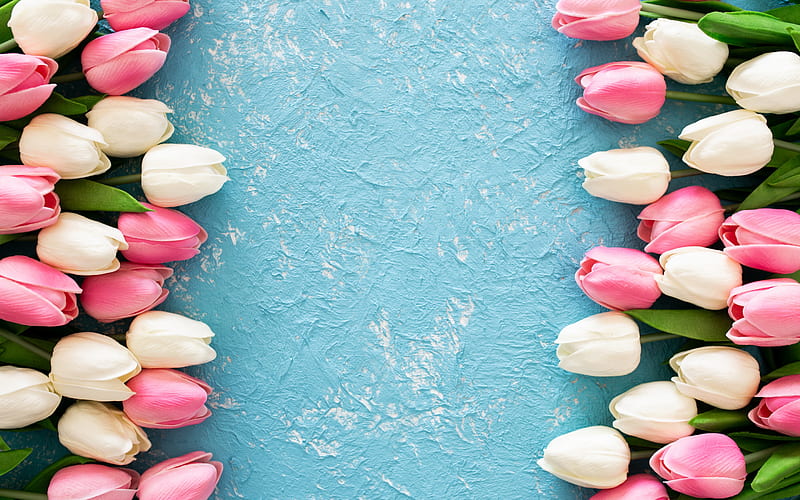frame of tulips, pink tulips, white tulips, spring flowers, tulips on a blue background, wooden blue background, HD wallpaper