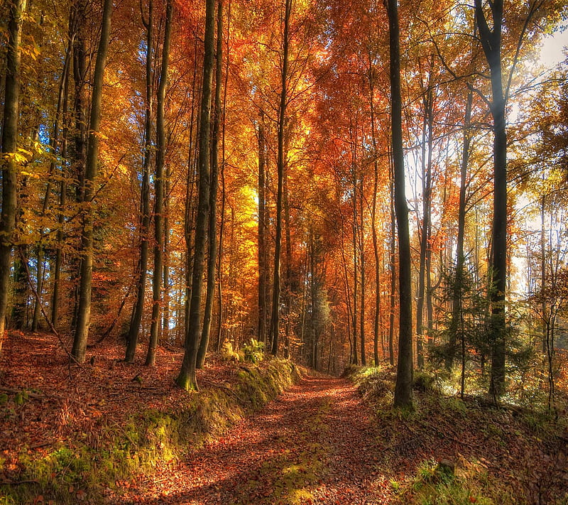 Autumn Forest, good, look, HD wallpaper | Peakpx