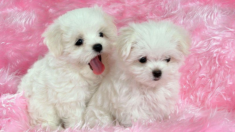 HD 2 cute white puppies wallpapers | Peakpx