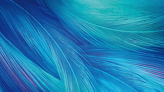 Blue and green feathers HD wallpaper