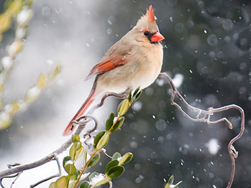 Female Cardinal in a Snow Storm 1 amy gulick, gulick, animal, winter, graphy, bird, avian, wildlife, cardinal, HD wallpaper