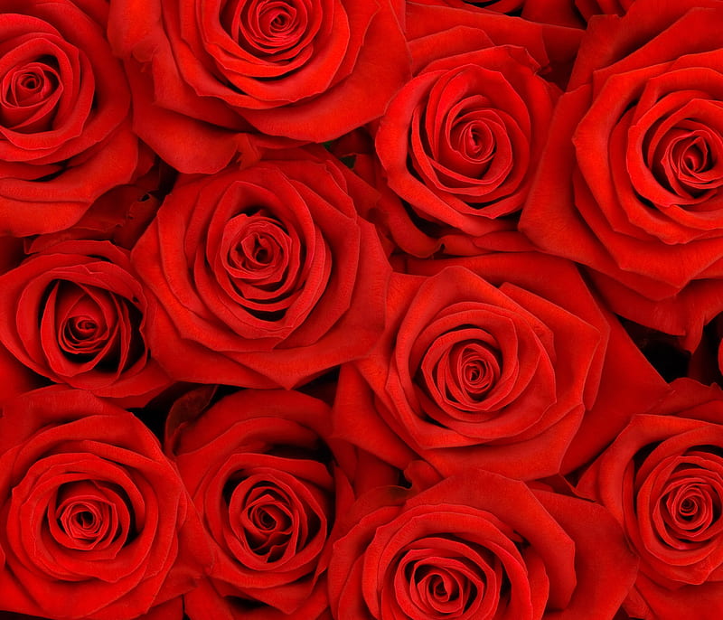 Red Roses Flowers Nature Hd Wallpaper Peakpx