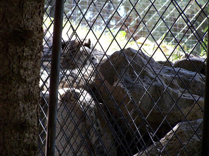 Siberian Tiger Cub and Mom, Tautphaus Park Zoo, Idaho Falls, Idaho, Endangered Species, Zoo, Educational, Parks, Big Cats, Tourism, HD wallpaper