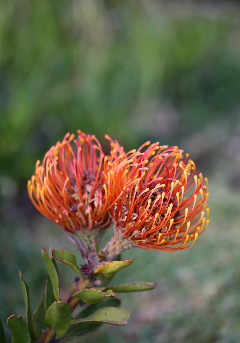 pincushion protea, flower, plant, leaves, macro, HD phone wallpaper