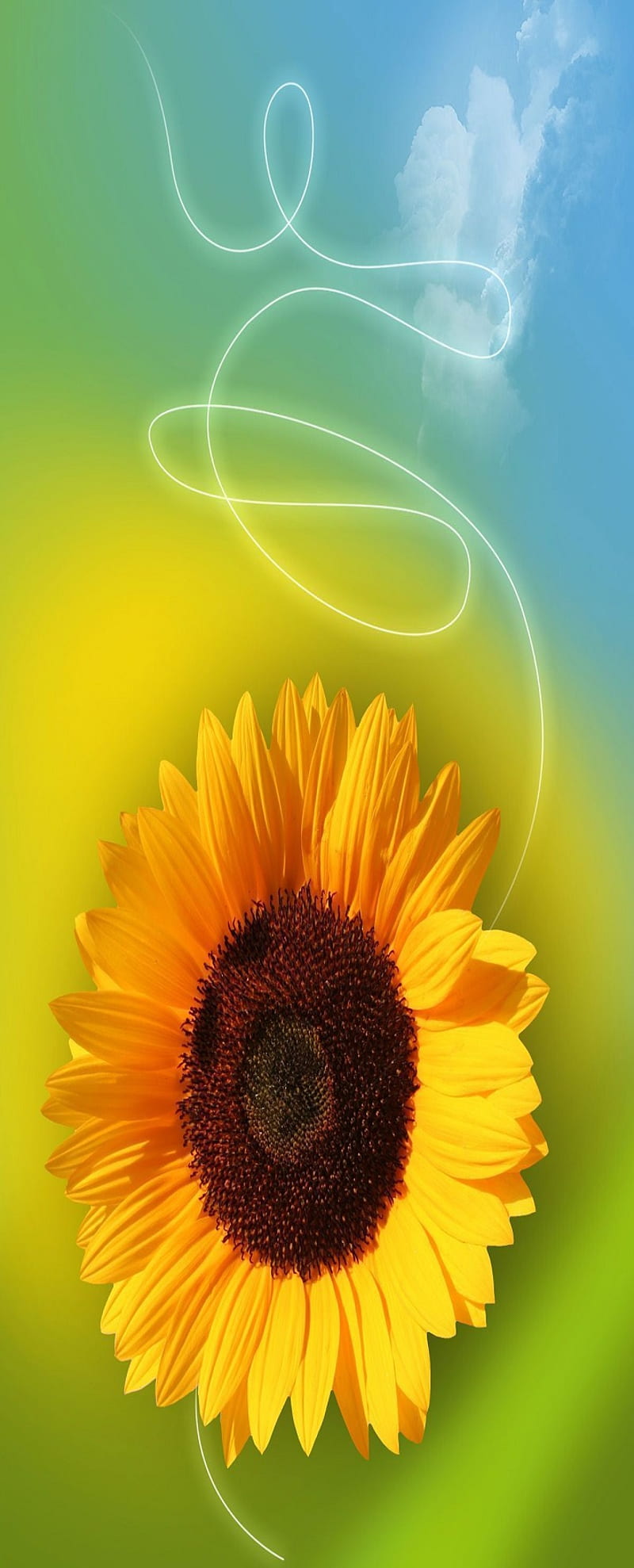 Sunflower, nature, HD phone wallpaper | Peakpx