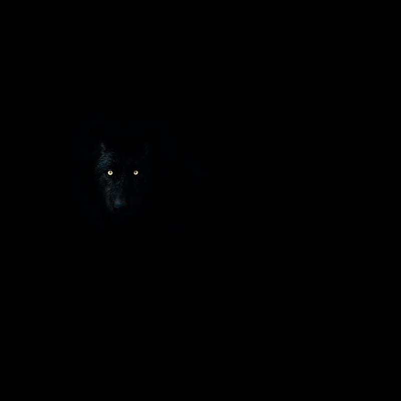 wolf, eyes, darkness, dark, animal, HD wallpaper