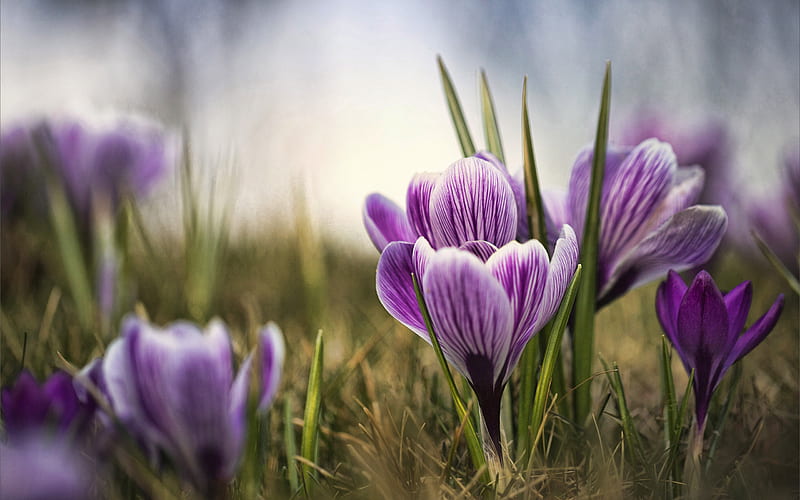 purple crocuses, bokeh, spring, purple flowers, crocuses, macro, spring flowers, HD wallpaper
