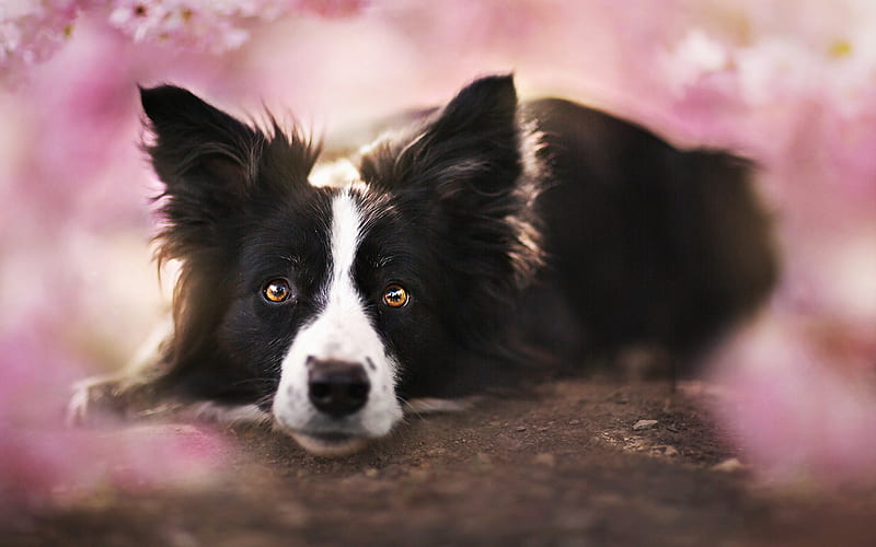 Border Collie, bokeh, cute animals, black dog, pets, spring, black border collie, dogs, Border Collie Dog, HD wallpaper