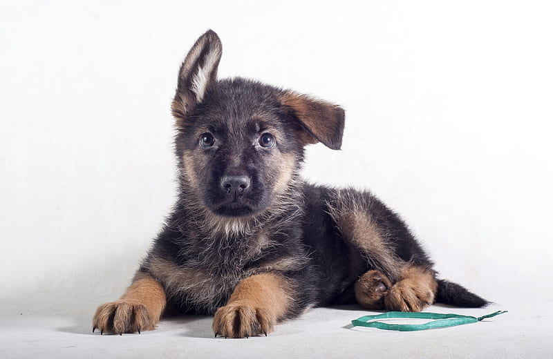 Puppy, cute, german shepherd, caine, black, white, dog, animal, HD wallpaper