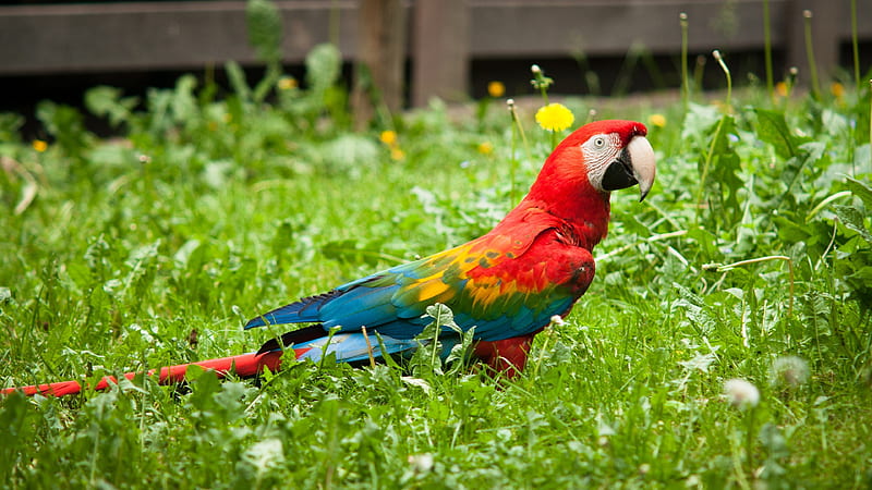 Colorful Parrot, colorful, parrot, birds, HD wallpaper