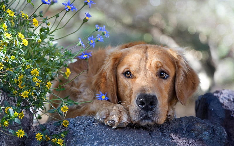 *** Thoughtful dog ***, flowers, animals, dogs, dog, thinking, HD wallpaper