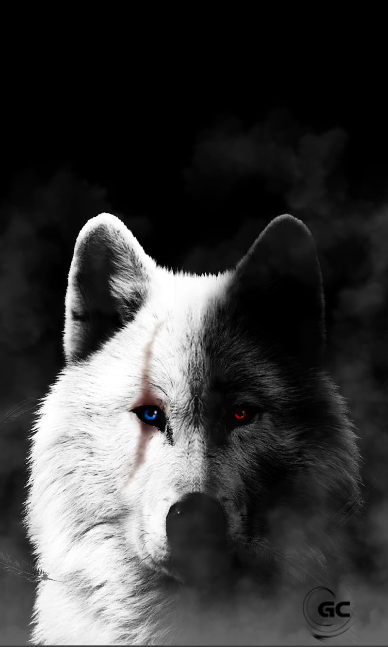 Black and white wolf, fog, night, wild animals, wounded wolf, HD phone wallpaper