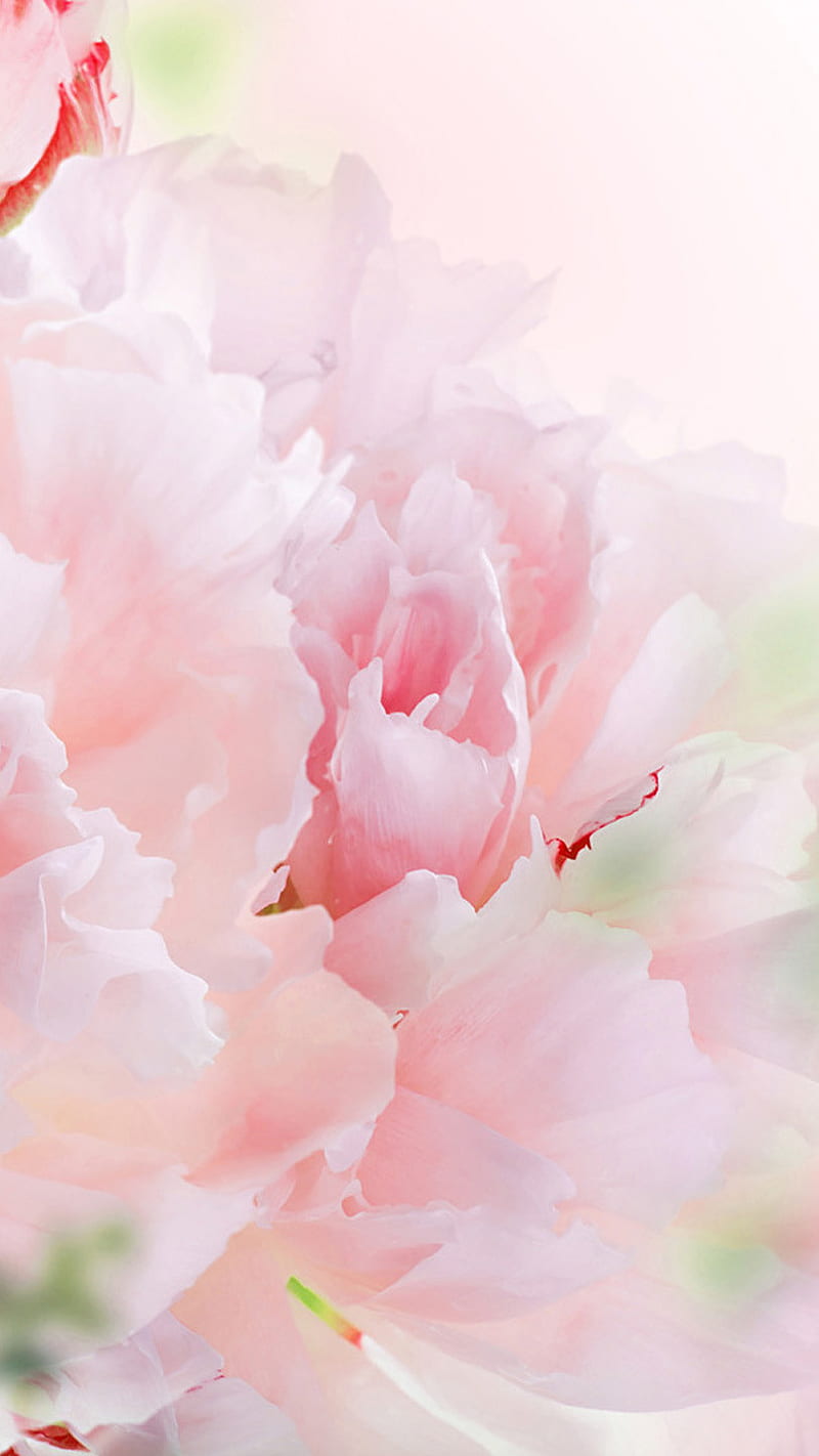 Carnation , flower, pink, bright, nature, HD phone wallpaper