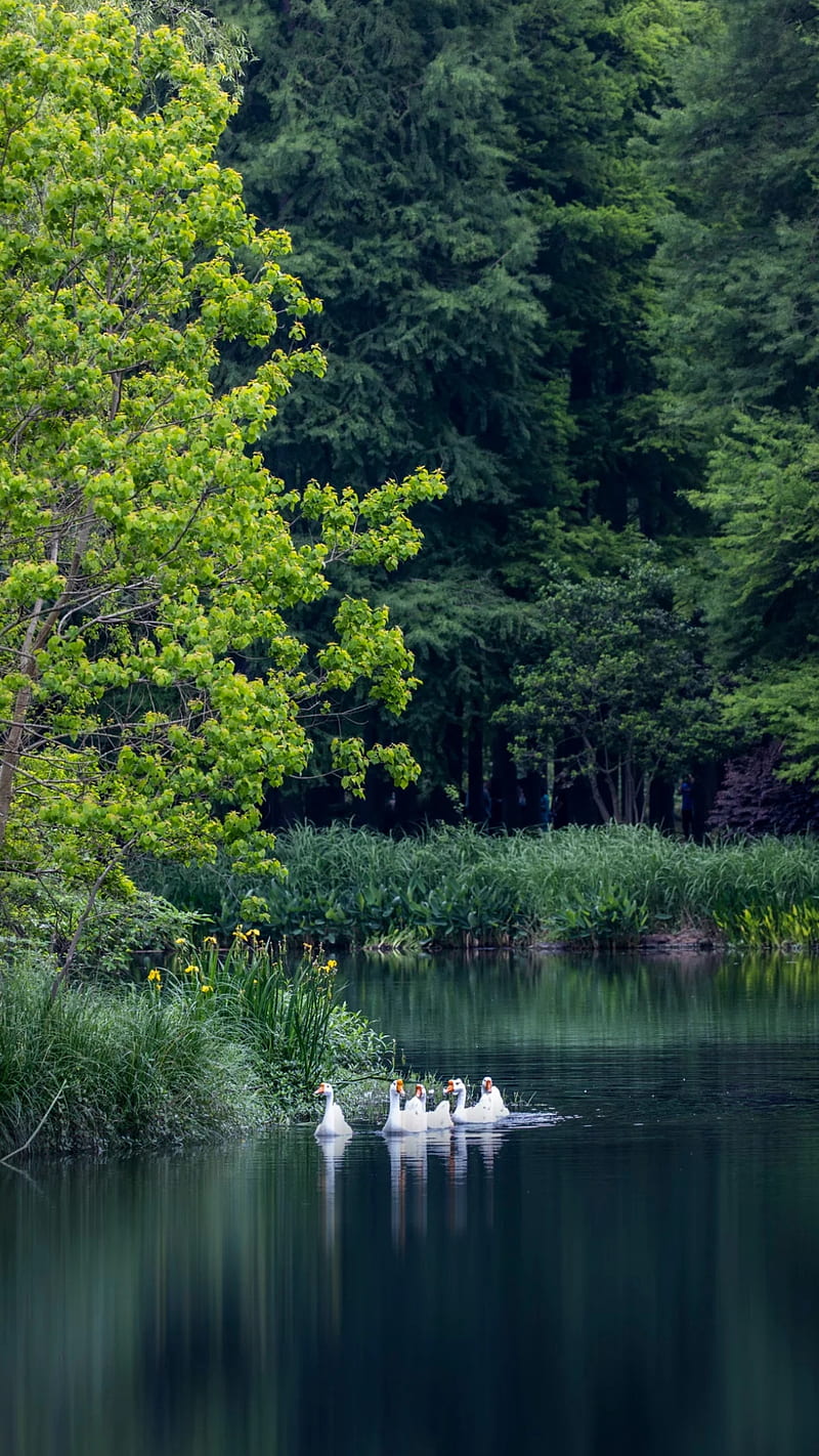 Green lake, white ducks, nature, family, , ducks, trees, HD phone wallpaper