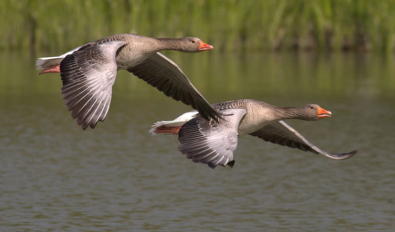 Geese Flight, geese, wings, waterbird, birds, lake, animal, HD wallpaper
