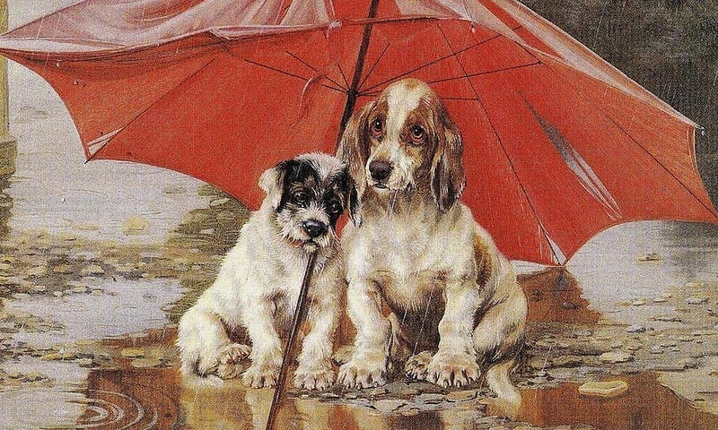 Love under rain, umbrella, rain, dog, couple, HD wallpaper