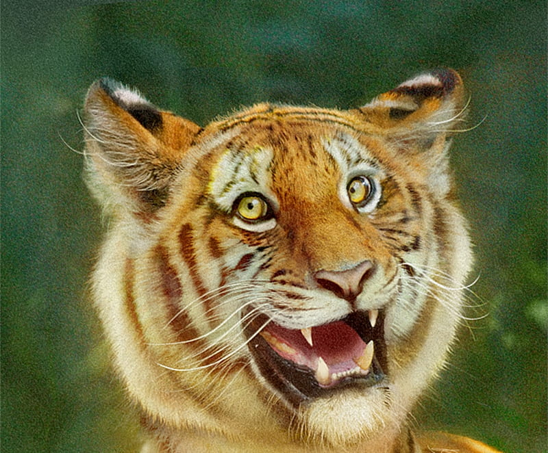 Happy tiger, art, fantasy, luminos, green, bente schlick, orange, tigru,  tiger, HD wallpaper | Peakpx