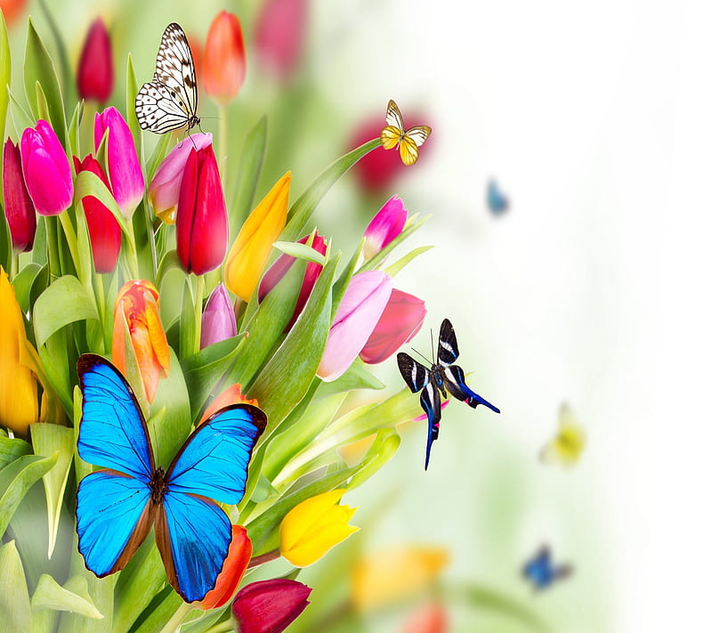 Spring flowers, butterfly, colorful, nature, nice, HD wallpaper | Peakpx