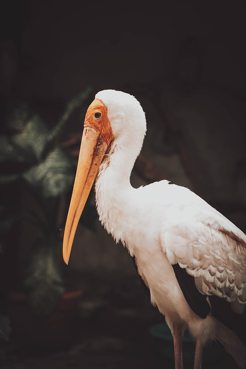 white stork in close up graphy, HD phone wallpaper