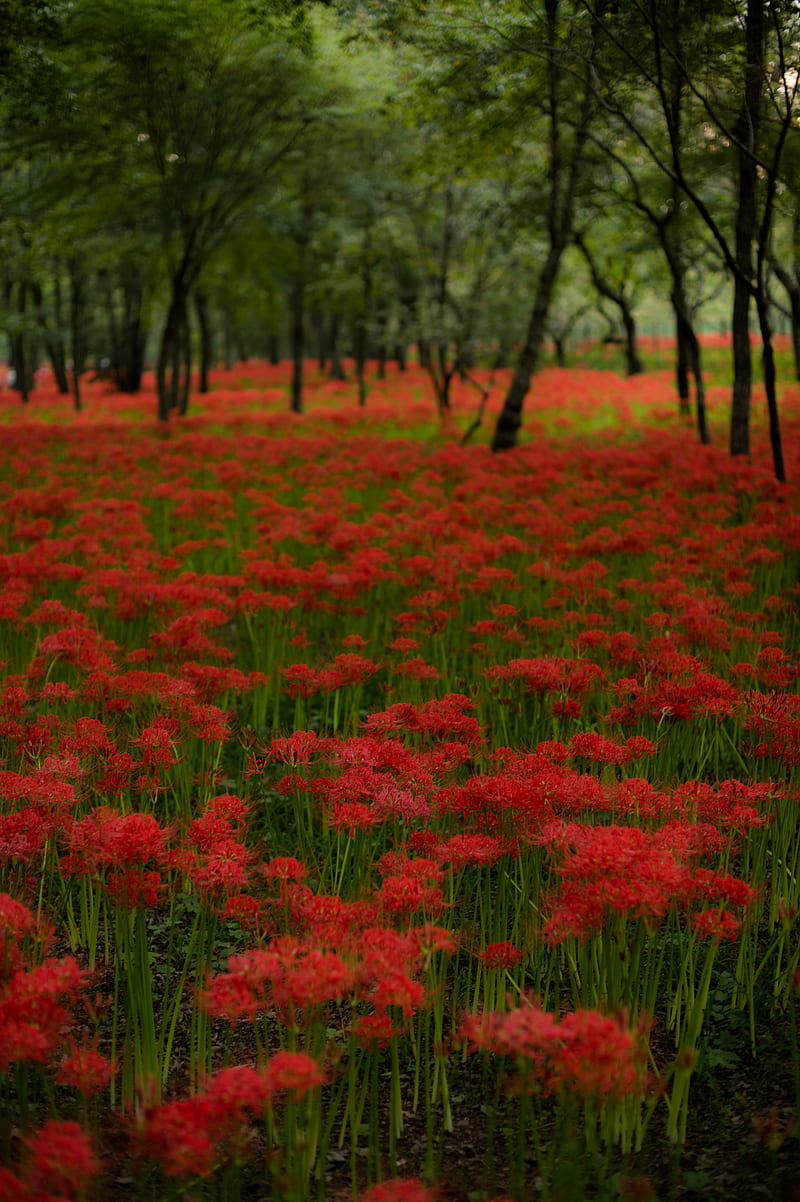 red lilies, flowers, field, red, HD phone wallpaper