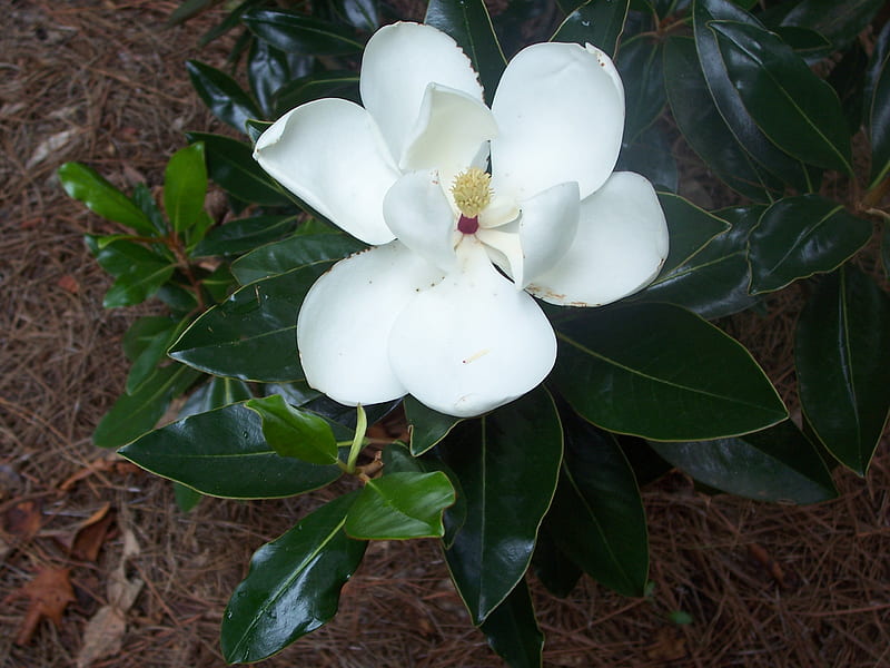 Magnolia Blossom, flower, magnolia, blossom, white, HD wallpaper