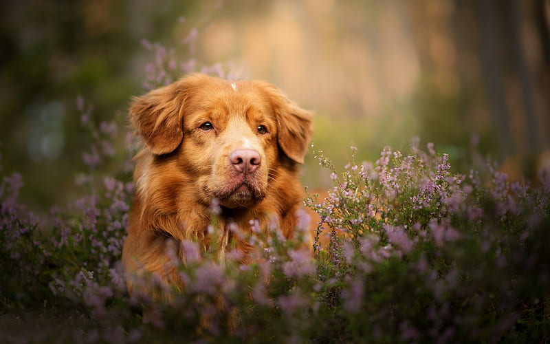 toller, nova scotia duck tolling retriever, brown dog, wildflowers, brown retriever, dogs, Canadian breed of dogs, HD wallpaper