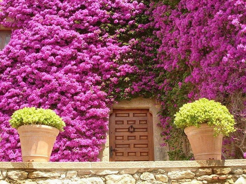 Flower House, colorful, house, pretty flowers, entrance doors, windows, green, vegetation, flower, pink, HD wallpaper