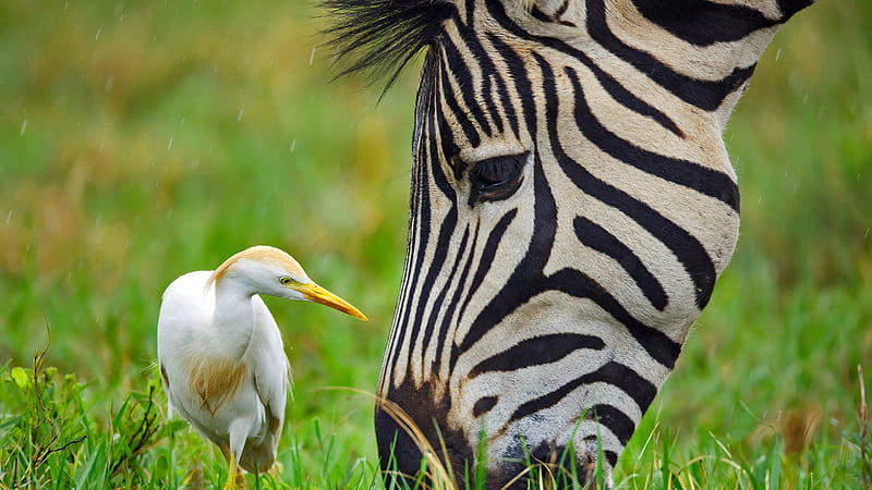 Zebra Egret Nature Reserve South Africa Bing, HD wallpaper
