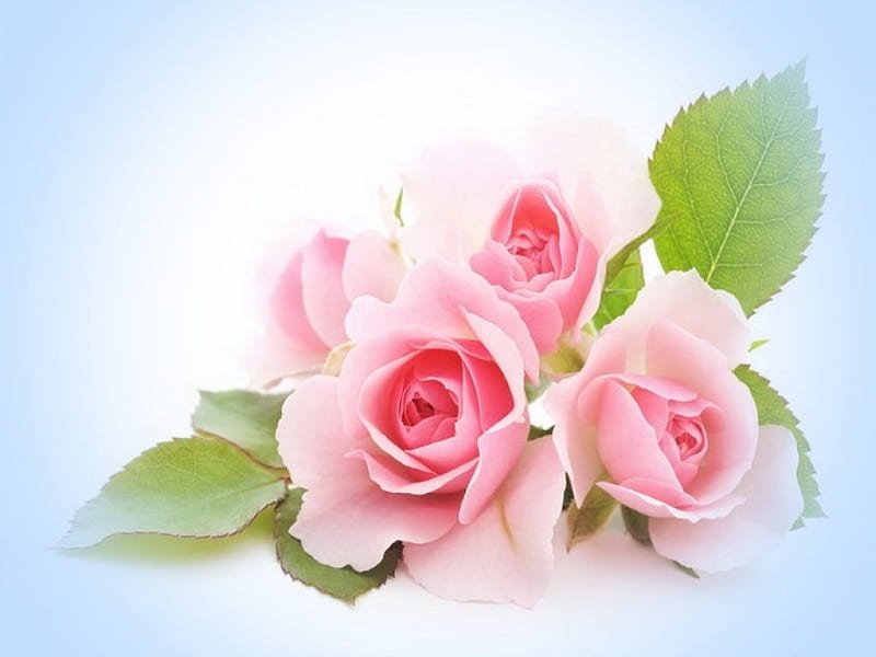 Welcome sweet spring, flowers, leaves, roses, pink, HD wallpaper